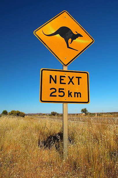 istock Kangaroos on the road 477435584