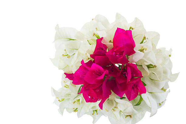 Pink and white Bougainvillea on white background