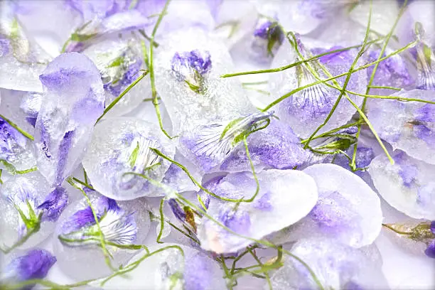 Photo of Candied violet flowers with stalk on white background