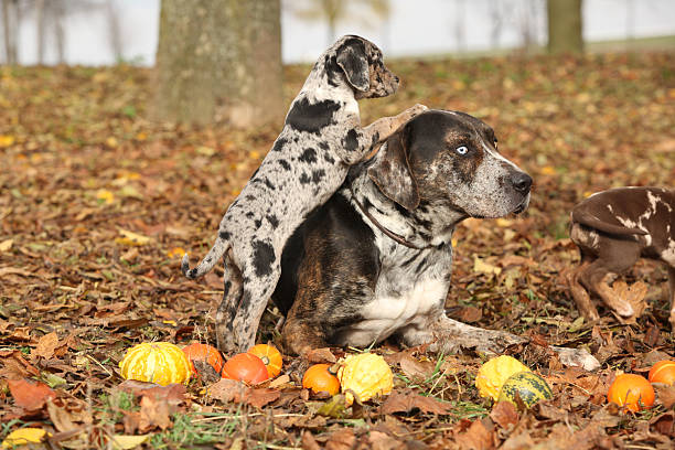 Louisiana Catahoula dog with adorable puppy in autumn stock photo