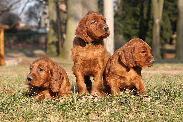 istock Irish Red Setter Puppies in nature 477436598