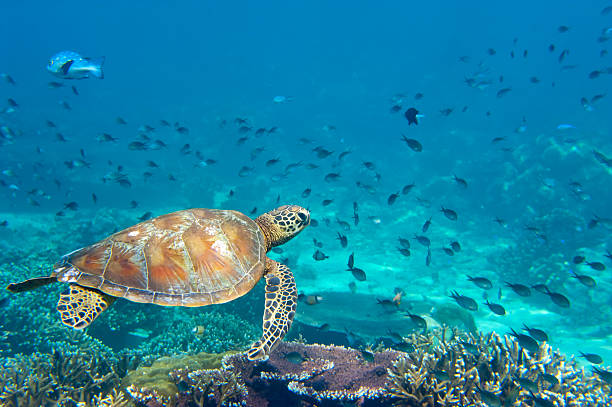 istock Sea Turtle portrait close up while looking at you 477437801