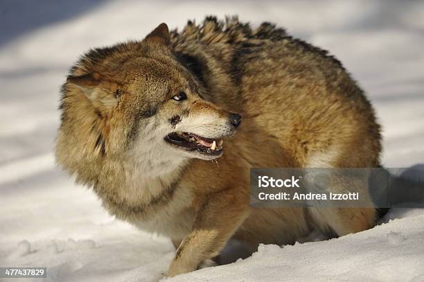 Photo libre de droit de Loup Gris Isolé Dans La Neige Tout En Vous Donnant Un Après banque d'images et plus d'images libres de droit de Bleu