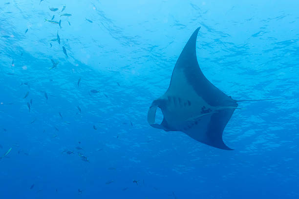 istock Manta in the deep blue sea 477438547