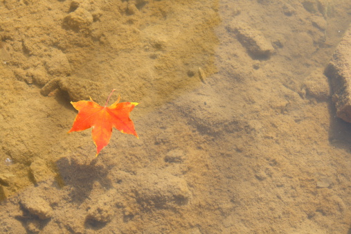 Maple Leaf falls into Lake