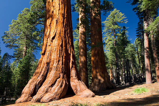 sequoia gigante, mariposa grove, parco nazionale di yosemite, in california, stati uniti - redwood sequoia california redwood national park foto e immagini stock