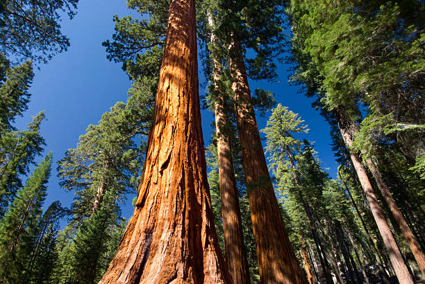 sequóia gigante, mariposa grove, o parque nacional de yosemite, na califórnia, eua - ancient tree usa california - fotografias e filmes do acervo