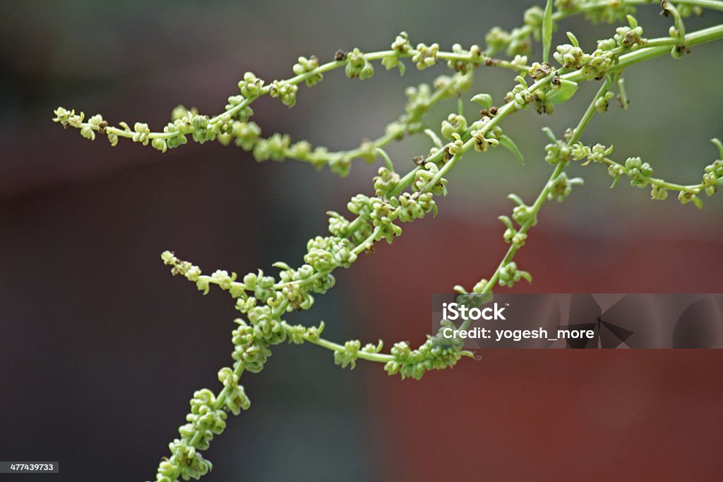 Seeds of Spinach, Spinacia oleracea Agriculture Stock Photo