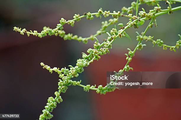 Seeds Of Spinach Spinacia Oleracea Stock Photo - Download Image Now - Agriculture, Antioxidant, Caryophyllales