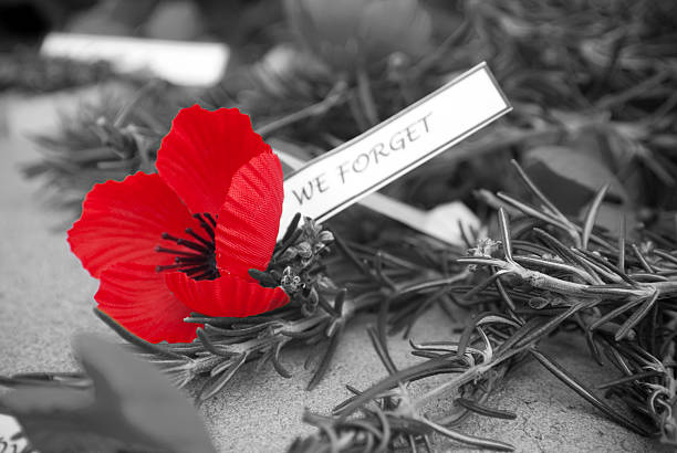 Red poppy and rosemary on Anzac day red poppy in colour and b&w with rosemary on anzac day poppy plant photos stock pictures, royalty-free photos & images