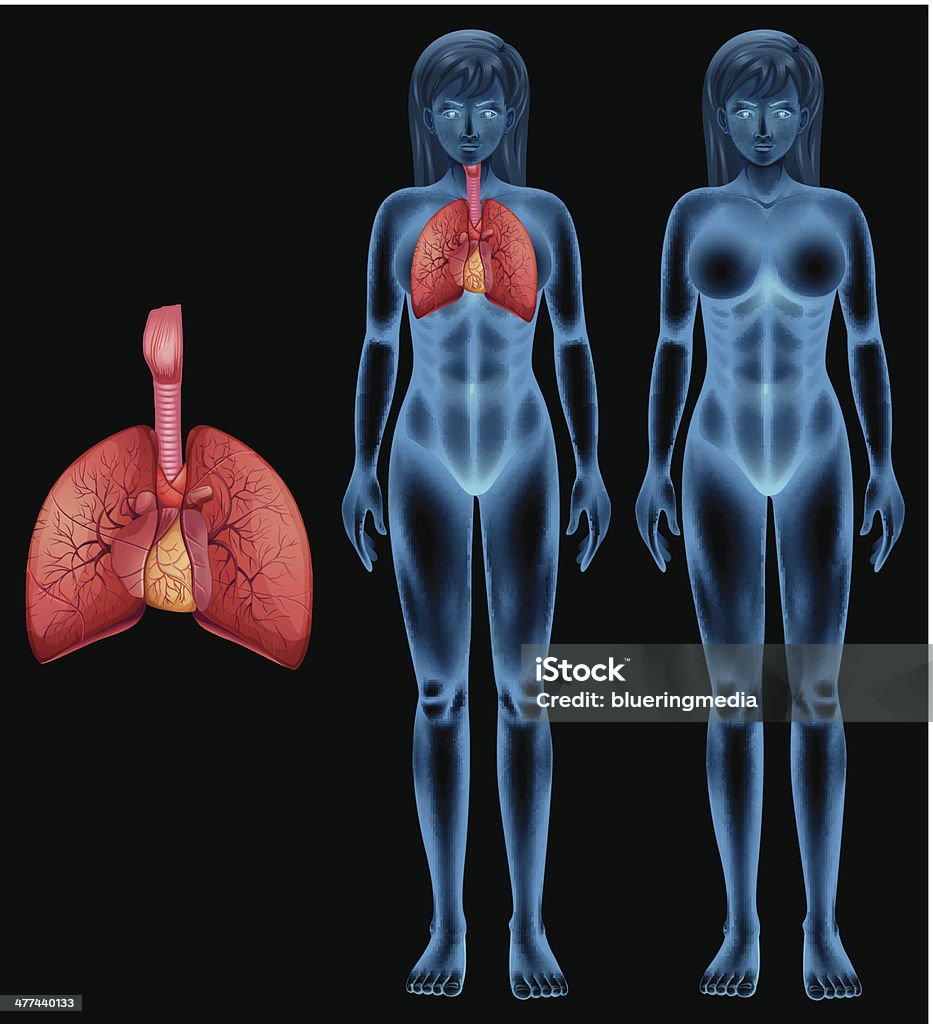 Sistema respiratório humano - Vetor de Anatomia royalty-free