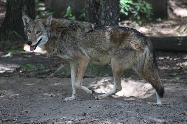 zagrożone wilk rudy - red wolf zdjęcia i obrazy z banku zdjęć