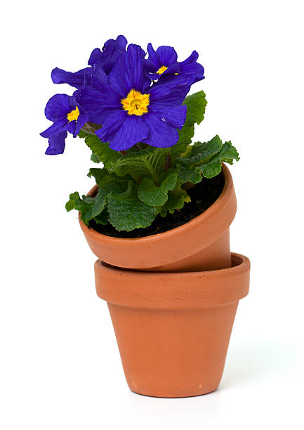 istock purple primula flower in ceramic pot 477440347