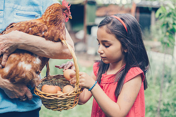istock Girl gathering eggs in a basket 477440910