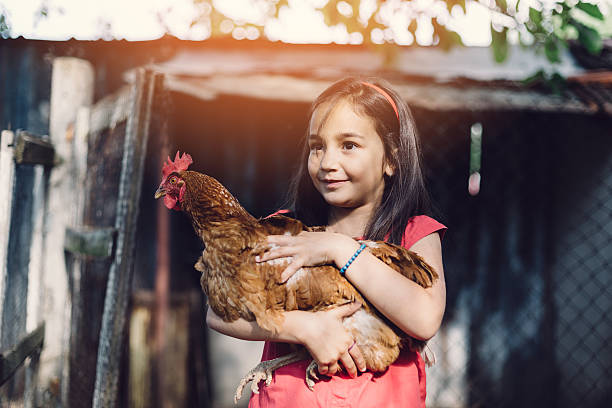 istock Girl holding a hen 477440912