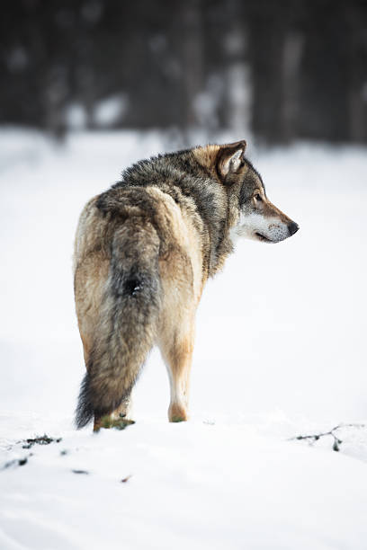 un lupo nella foresta - wolf norway woods winter foto e immagini stock