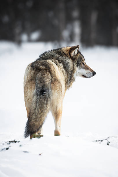 um lobo na floresta - wolf norway woods winter imagens e fotografias de stock