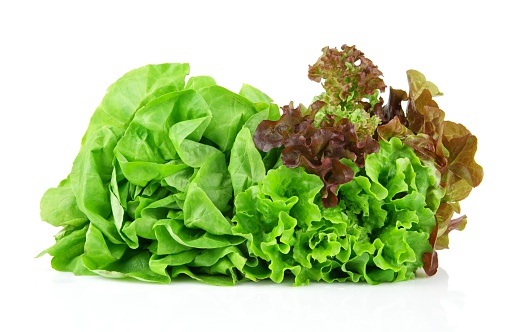 Oakleaf lettuce, corrugated lettuce isolated on white background