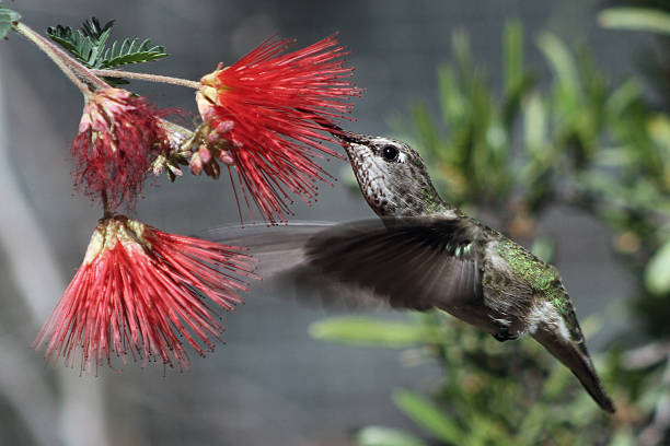 istock female hummingbird on fairy duster (Calliandra) 477441881