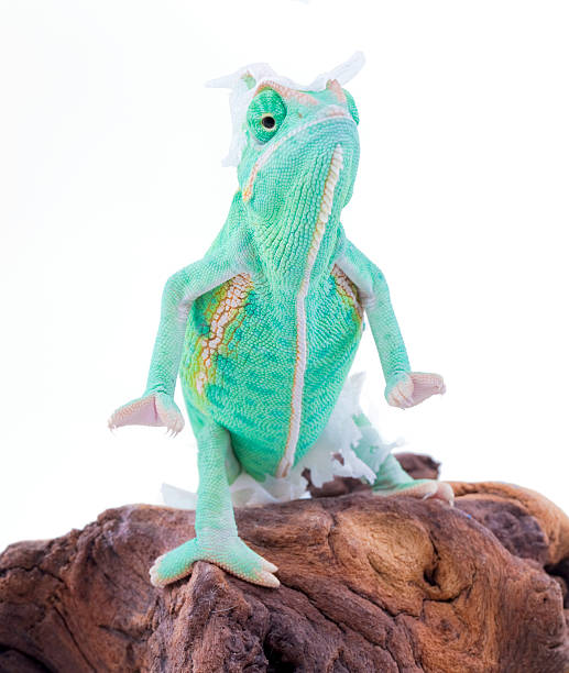 istock Chameleon raising and changing skin 477442438