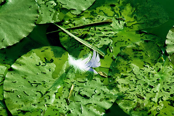 One feather on water lilies stock photo