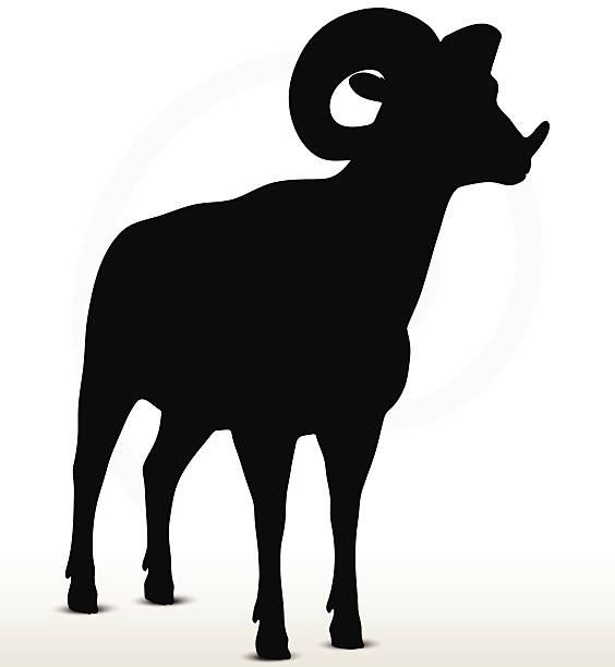 big-horn-schaf silhouette in stehende pose - bighorn sheep stock-grafiken, -clipart, -cartoons und -symbole