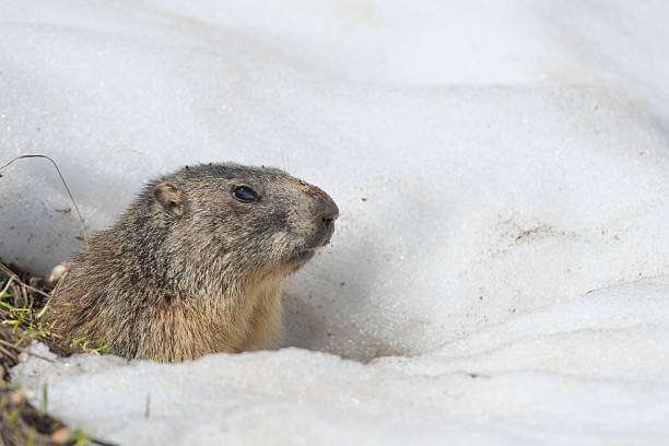 Isolated Marmot while running on the snow Isolated Marmot while running on the snow background in winter groundhog stock pictures, royalty-free photos & images