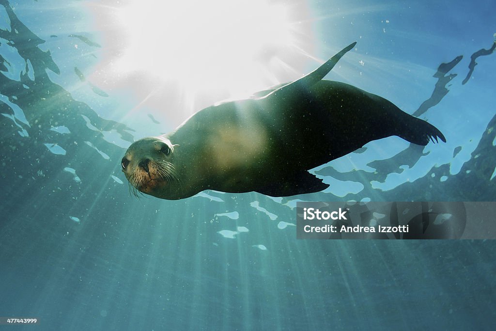 León marino underwater mirando a usted - Foto de stock de León marino libre de derechos