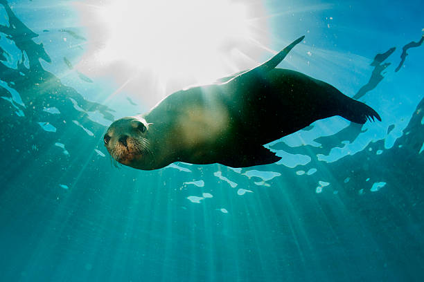 sea lion underwater looking at you stock photo