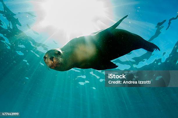 Sea Lion Underwater Looking At You Stock Photo - Download Image Now - Sea Lion, Galapagos Islands, Sea