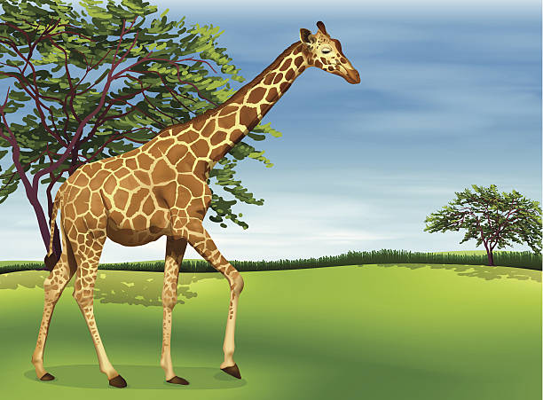 Giraffe Illustration of a giraffe rothschild giraffe stock illustrations