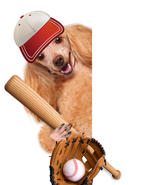 istock baseball dog with a baseball 477444275