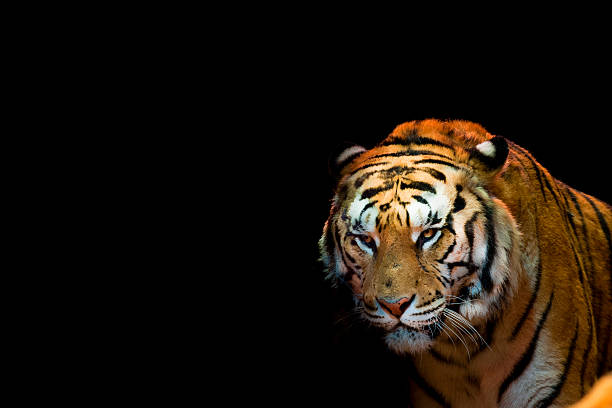 istock Tiger ready to attack looking at you 477444495