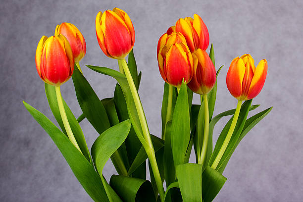 Beautiful orange red tulips on grey background stock photo