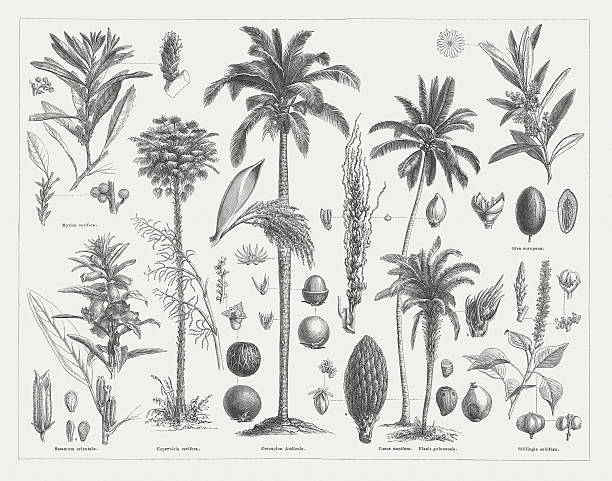 ilustrações, clipart, desenhos animados e ícones de plantas oleaginosas, publicado em 1877 - olive tree oil industry cooking oil