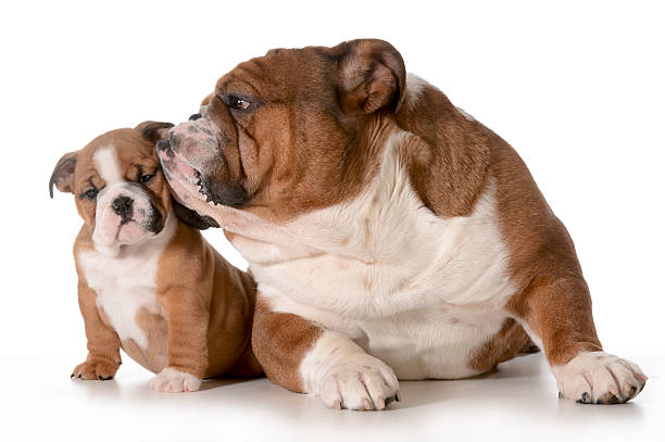 istock father and daughter dog 477446423