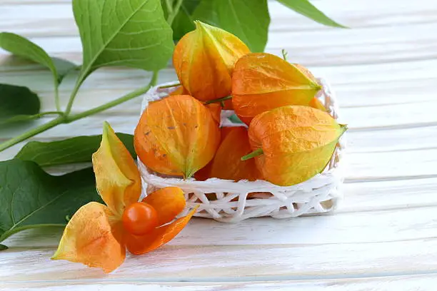 orange physalis berries with green leaves