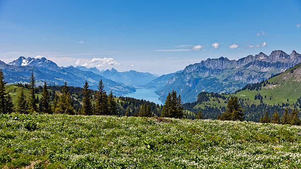 Alpine Meadow near Palfries with a View to Lake Walensee stock photo