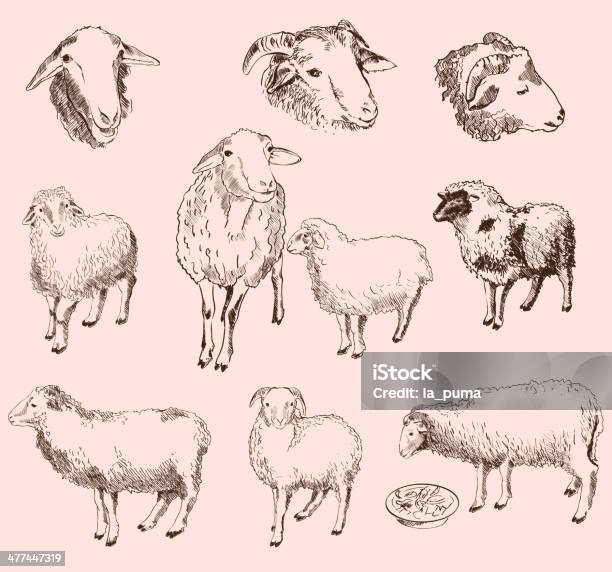 Sheep Breeding Stock Illustration - Download Image Now - Lamb - Meat, Sketch, Agriculture