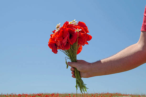 istock Poppies bouquet in a hand. Rural passion. 477449932