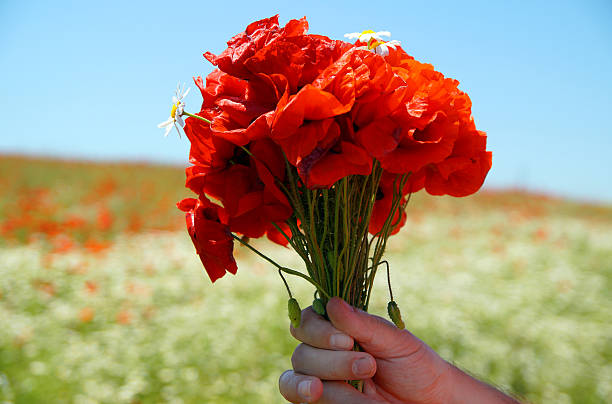 istock Poppies bouquet in a hand. Rural passion. 477450100