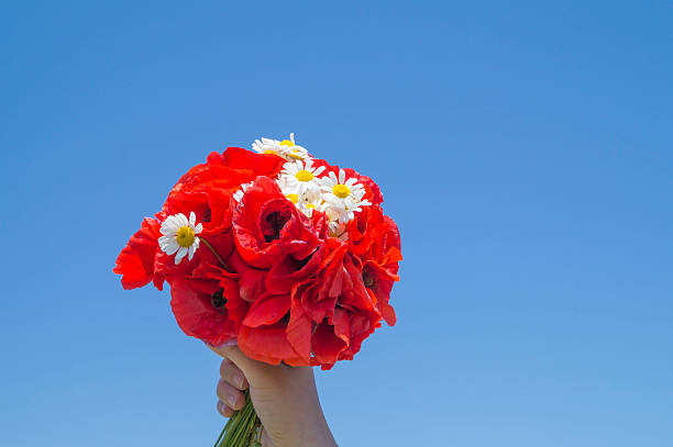 istock Poppies bouquet in a hand. Rural passion. 477450194