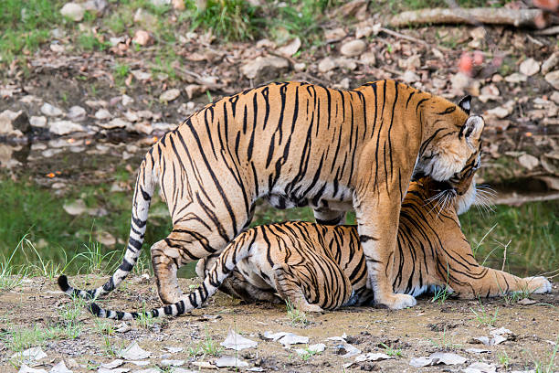 istock Mating Bengal tigers (Panthera tigris tigris), Ranthambhore National Park 477450228