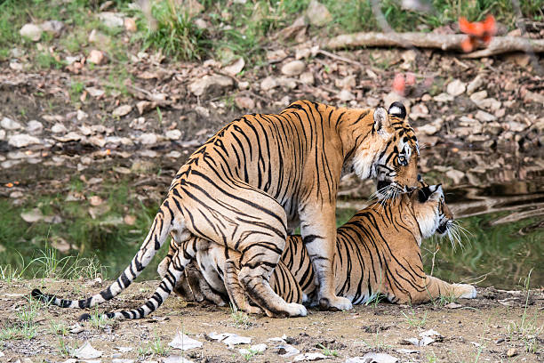 istock Mating Bengal tigers (Panthera tigris tigris), Ranthambhore National Park 477450230