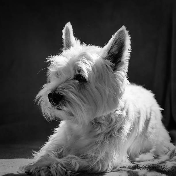 istock Cute West Highland Terrier Resting On Blanket Chair. 477450578