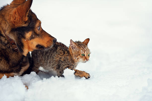istock Dog and kitten playing in the snow 477451005