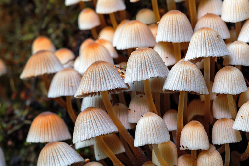 wild forrest mushroom in the woods of Bavaria in Germany in fall. Picture of the fungi with lovely bokeh was taken on a warm September day.