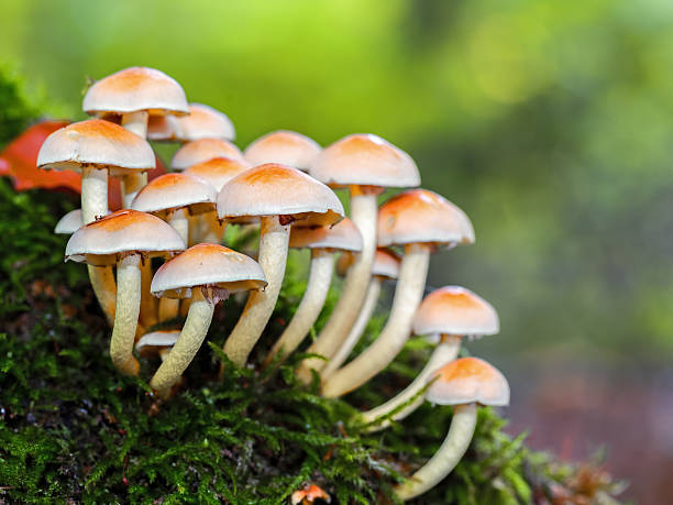 forrest fungo selvatico - mushroom toadstool moss autumn foto e immagini stock