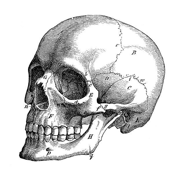 ilustraciones, imágenes clip art, dibujos animados e iconos de stock de anticuario científica médica ilustración de alta resolución: perfil de cráneo - pencil drawing drawing anatomy human bone