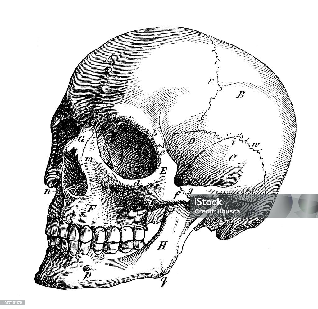 Antique medical scientific illustration high-resolution: skull profile Antique medical scientific illustration high-resolution: skull profile  Human Skull stock illustration